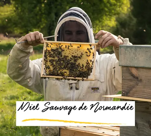 Miel sauvage de Normandie
